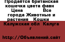 Продаётся британская кошечка цвета фавн › Цена ­ 10 000 - Все города Животные и растения » Кошки   . Калужская обл.,Калуга г.